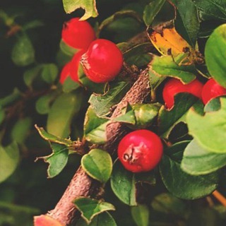 Логотип @n_witch - Пісні Мавки ☘️