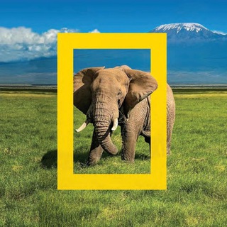 Логотип @na_geographic - National Geographic 🖼