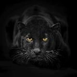 Логотип @nabludatelhaosa9 - Nabludatel_haosa