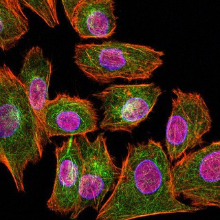 Логотип @nachalogistologiya - Начало, Гистология