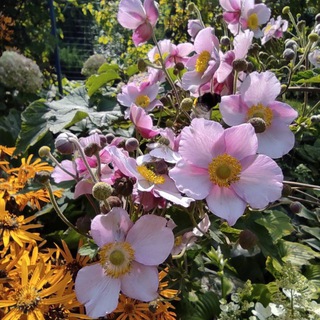 Логотип @nadachee - Сад своими руками