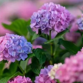 Логотип @nadachu38 - ДАЧНЫЙ РАЙ ☘️