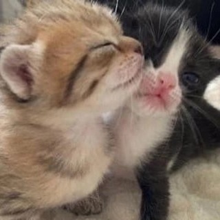 Логотип @nafnya - Nafnya