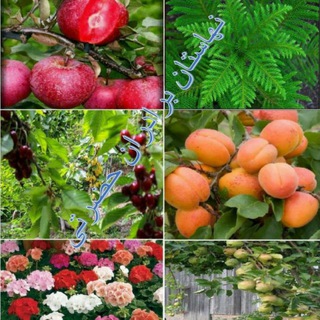 Логотип @nahalstanhazrati - نهالستان برادران حضرتی