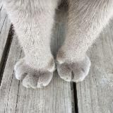 Логотип @naimochkaanddjek - квадробика с Наймой и Роус ❄️☃️🎅🏾