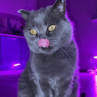 Логотип @naked_devushki - Голые девушки