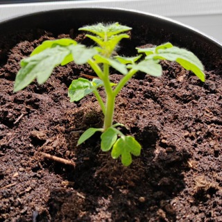 Логотип @nakrylce - Из города в село. Огород, сад, земледелие и птицеводство.