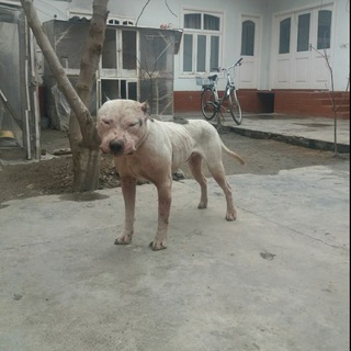 Логотип @namangan_pit_sport_n1 - Namangan Pit sport