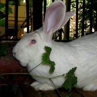 Логотип @namangan_quyonlari_uz - Наманган куёнлари! 🐇🐇🐇💶
