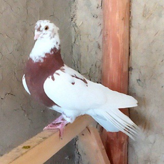 Логотип @namangan_uchqur - Namangan Uchqur Kaptarlari