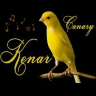 Логотип @namangankanareyka - Namangan kanareka bozor