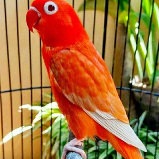 Логотип @namanganquwbozori - NAMANGAN QUWBOZORI🐥