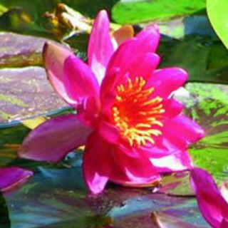 Логотип @nammyohorengekyo - Nam Myoho Renge Kyo