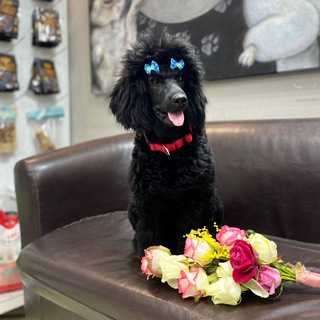 Логотип @naomi_dog - Пудель Наоми