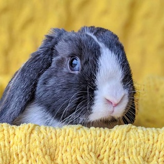 Логотип @napastok - Напастачечная