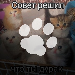 Логотип @nappingcat - Napping Cat