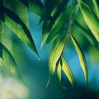 Логотип @narita_happy - Narita.Happy_Life