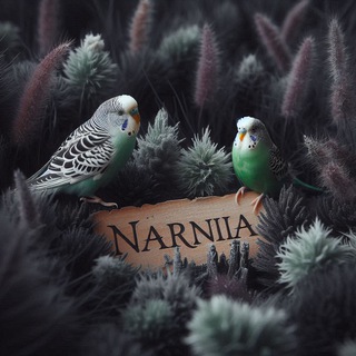 Логотип @narnia_space - Нарния • мы переехали • Батуми