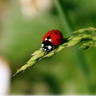 Логотип @narodnaya_medicina_46 - Народная медицина