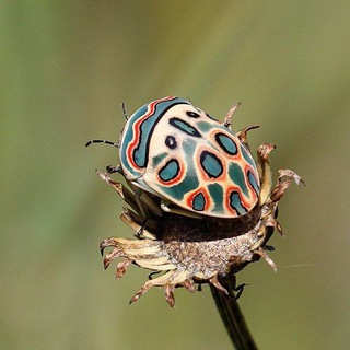 Логотип @nasekomiie - Насекомые | Природа и энтомология