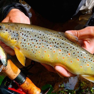 Логотип @nashariba - Наша рыбка