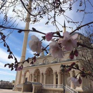 Логотип @nashed_77 - Nashed__❤🕊