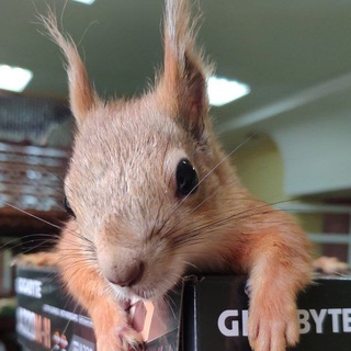 Логотип @naskadnr - НАСКА