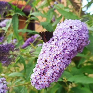 Логотип @nastya19888 - Природа