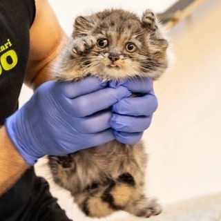 Логотип @nastyafishfan - Фан клуб насти рыбы