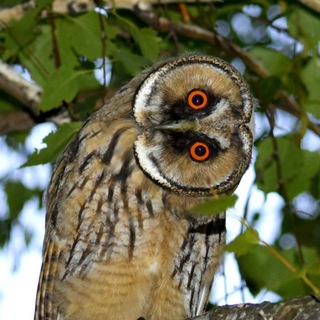 Логотип @nat_ashka_birds - Сова и глобус 🌐