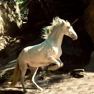 Логотип @natuerlichheilundfrei - Natürlich - heil und frei