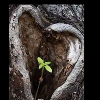 Логотип @natur_apotheke - Erwachte MENSCHEN Natur Apotheke🌾🎍🎋🌻