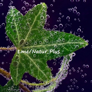 Логотип @natur_plus - 🌱NaturPlus*🌱