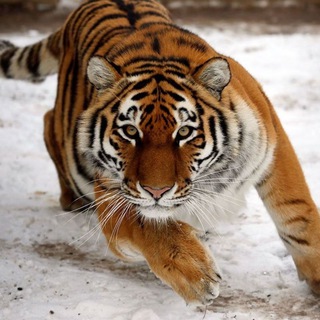 Логотип @natura - Natural selection