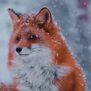 Логотип @nature20_24 - 🌍Природа|Nature🌍