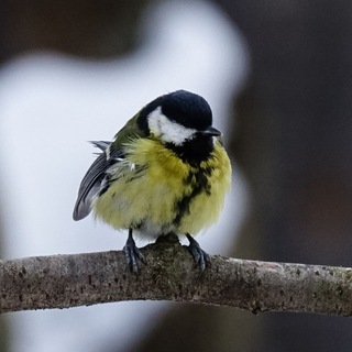 Логотип @nature_photos1972 - Nature_photos1972