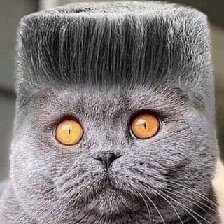 Логотип @nature_picture_foto - природа 🐝 животные 🦊коты😺