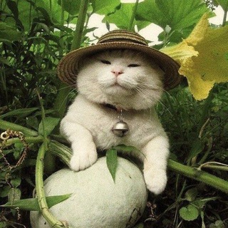 Логотип @natureeworld - Nature | Природа 🌿