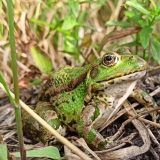 Логотип @naturelibrary - Библиотека натуралиста 🐝🪻🐌