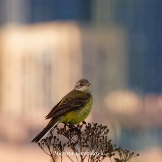 Логотип @naturemoscow - Животные, растения и грибы