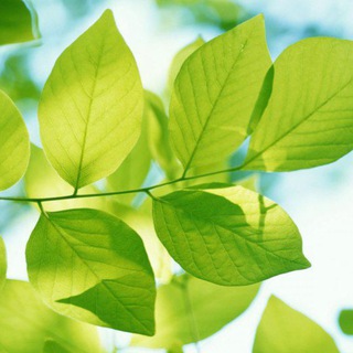 Логотип @natureokk - Природа