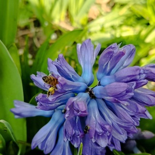 Логотип @naturgeist8 - Natur - Gemüse - Kräuter