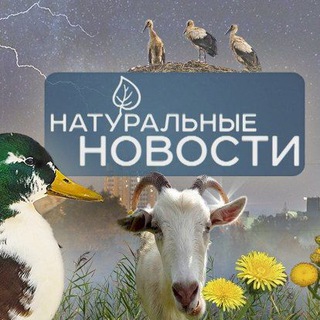 Логотип @naturnovosti - Натуральные новости🌿🌳🍃