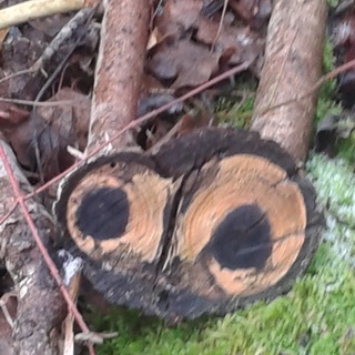 Логотип @naturweisheit - Naturwesen und Natur- Kräuter Weisheit