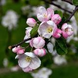 Логотип @nauchislegko - НАСТАВНИЧЕСТВО