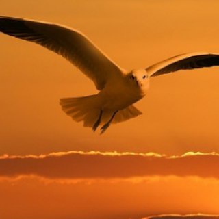 Логотип @nauchiszhit - Научись жить