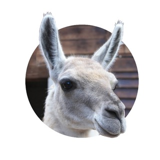 Логотип @nauchpopa - Вы в научпопе!🇦🇷