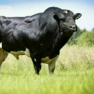 Логотип @navoiy_mol_bozor_onlin - Navoi mol bozor