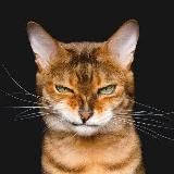 Логотип @ne_boyan_a_classika - Коты, мемы, тяночки