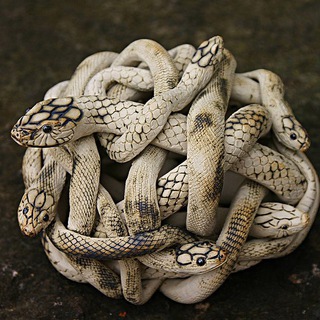 Логотип @nebozhena - Друзья НЕБОЖЕНЫ